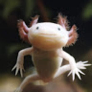 Meet your Posher, Amalija